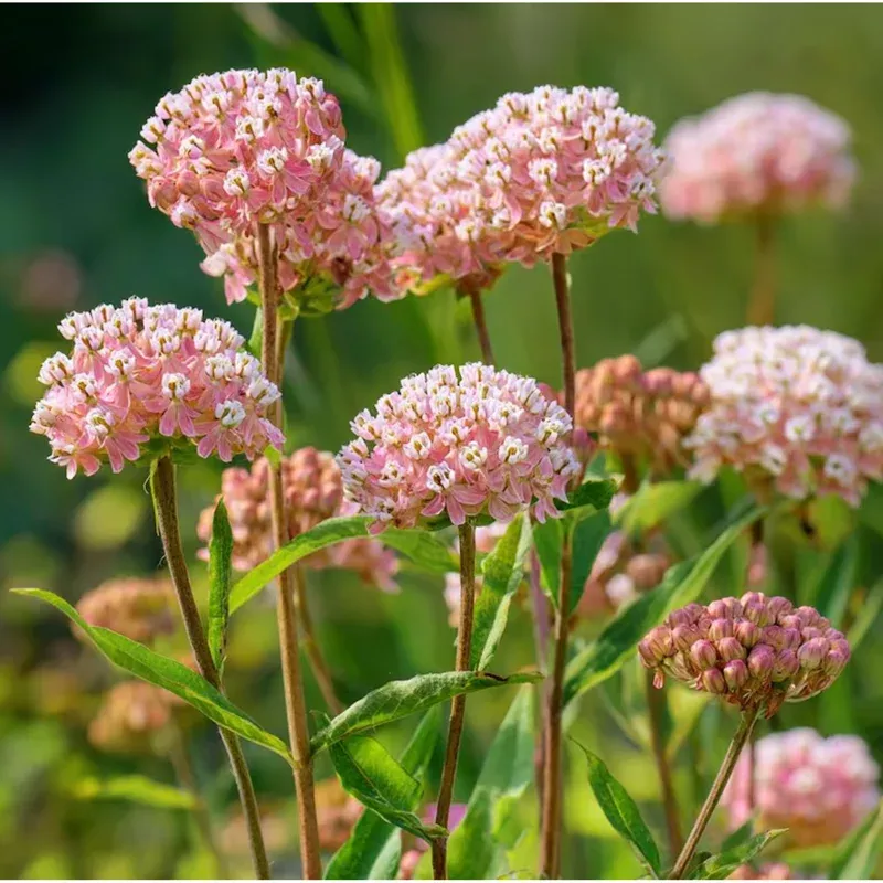 20-seeds-prairie-milkweed-seeds-planting-native-perennial-easy-to-grow 20 Seeds Prairie Milkweed Seeds for Planting – Native Perennial Easy to Grow