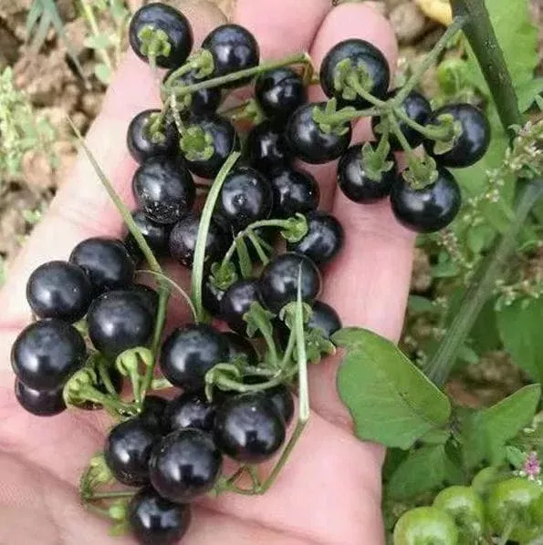 200-black-nightshade-hierba-mora-heirloom-seeds-solanum-nigrum 200 Black Nightshade Hierba Mora Heirloom Seeds – Solanum Nigrum