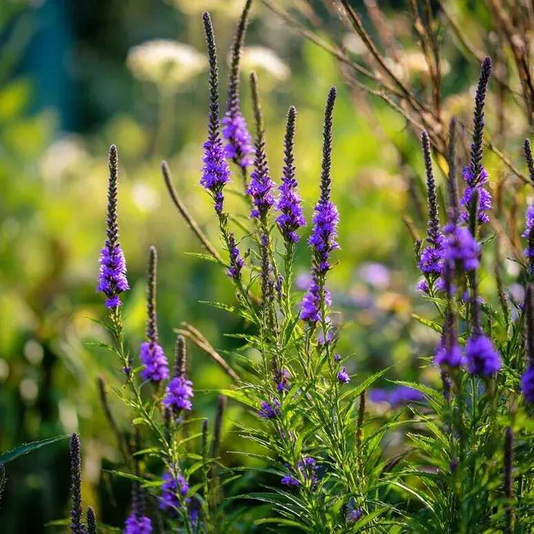 200-blue-vervain-seeds-planting-vibrant-blue-purple-blooms 200 Blue Vervain Seeds for Planting – Vibrant Blue-Purple Blooms