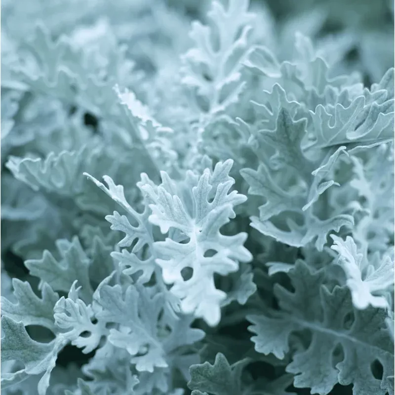 200-dusty-miller-seeds-senecio-cineraria-silvery-foliage-plant 200 Dusty Miller Seeds – Senecio Cineraria Silvery Foliage Plant