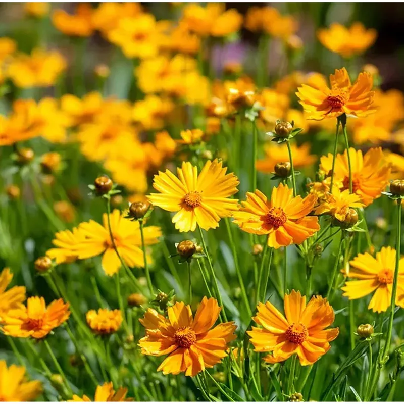 200-dwarf-lance-leaved-coreopsis-seeds-golden-yellow-blooms-perennial-flower-see 200 Dwarf Lance-Leaved Coreopsis Seeds – Golden-Yellow Blooms – Perennial Flower Seeds