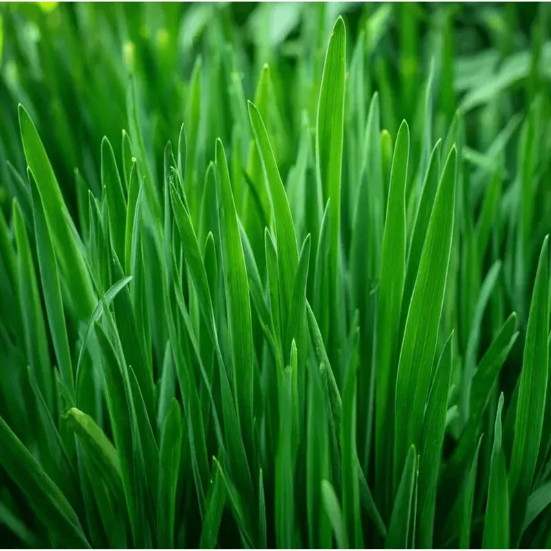200-garlic-chives-seeds-planting-allium-tuberosum-perennial-herb 200 Garlic Chives Seeds for Planting – Allium Tuberosum Perennial Herb