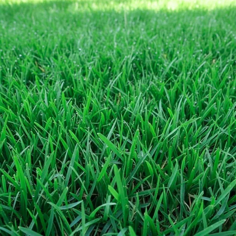 2000-emerald-zoysia-grass-seeds-perennial-tropical-lawn-seed 2000 Emerald Zoysia Grass Seeds – Perennial Tropical Lawn Seed