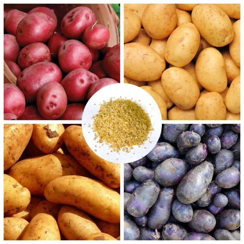 210 Mix Heirloom Potato Seeds for Planting – Diverse Vegetable Harvest