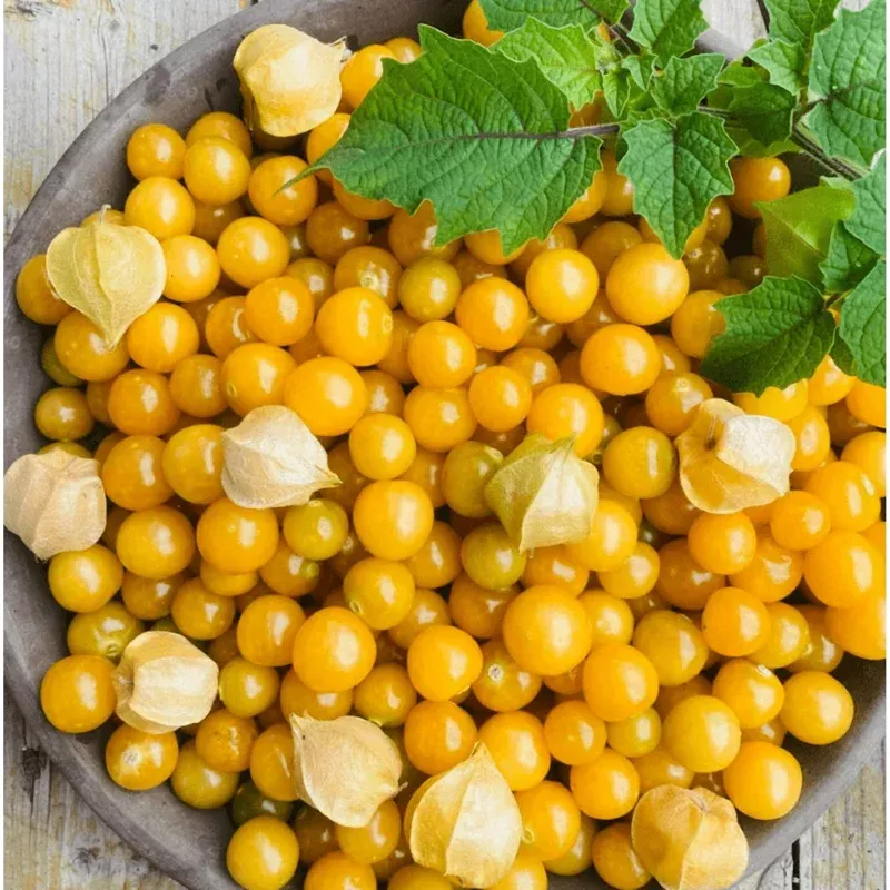 25-aunt-molly-s-ground-cherry-seeds-sweet-physalis-pruinosa-outdoor-garden 25 Aunt Molly’s Ground Cherry Seeds – Sweet Physalis Pruinosa for Outdoor Garden