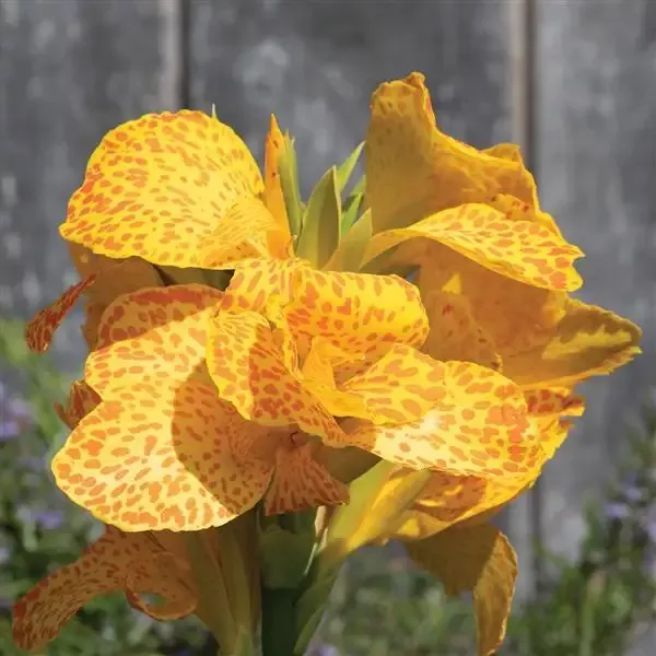 25-canna-seeds-cannova-gold-leopard 25 Canna Seeds Cannova™ Gold Leopard