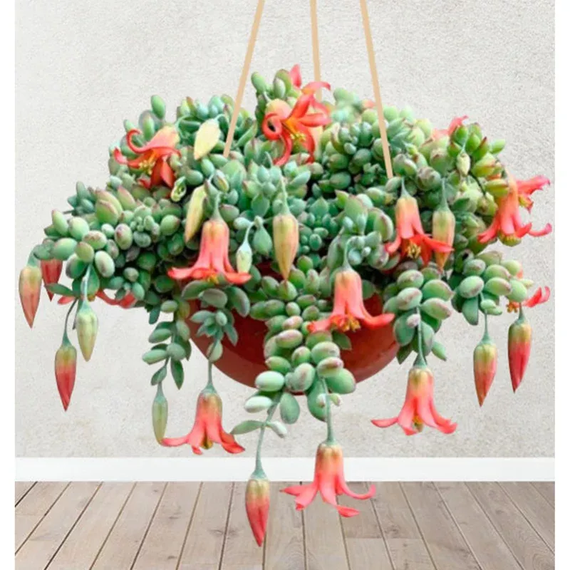 25-cotyledon-pendens-seeds-rare-cliff-succulent-plant-seeds 25 Cotyledon Pendens Seeds – Rare Cliff Succulent Plant Seeds