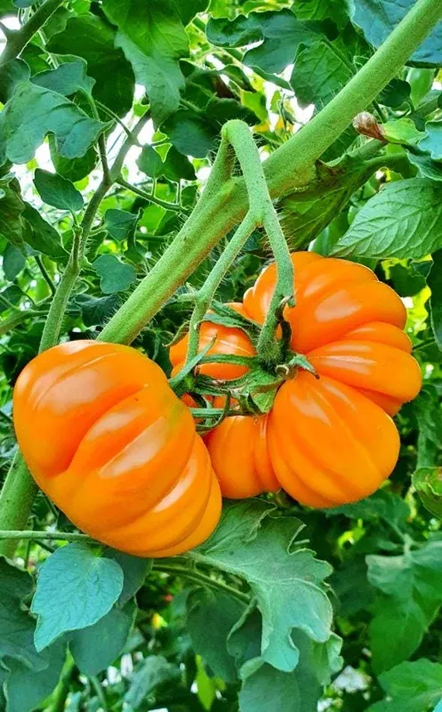 25-orange-accordion-heirloom-tomato-seeds-planting-easy-grow 25 Orange Accordion Heirloom Tomato Seeds for Planting – Easy Grow