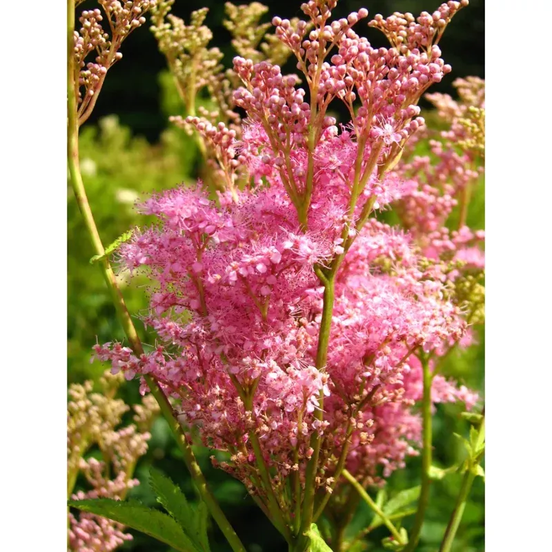 25-queen-prairie-seeds-fragrant-pink-blooms-outdoor-garden 25 Queen of the Prairie Seeds – Fragrant Pink Blooms for Outdoor Garden