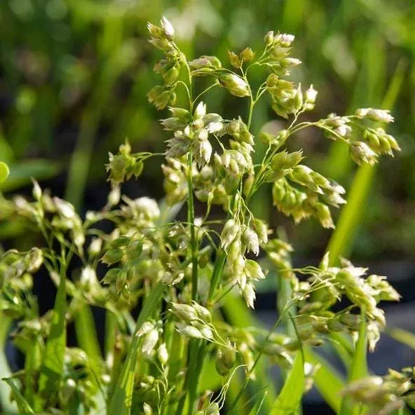 25-sweet-grass-seeds-hierochloe-odorata-cool-season-perennial-grass-seeds-planti 25 Sweet Grass Seeds Hierochloe Odorata – Cool-Season Perennial Grass Seeds for Planting