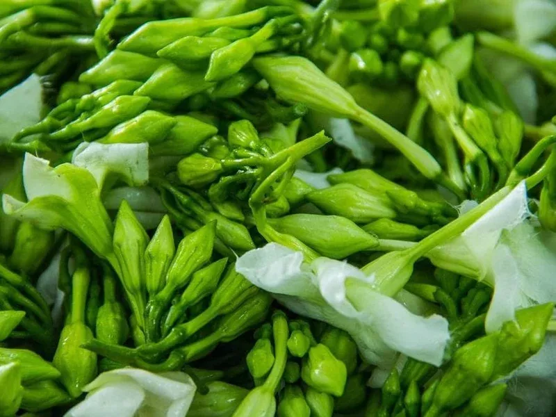 25-white-loroco-flower-seeds-climbing-edible-vegetable-rare-plant 25 White Loroco Flower Seeds – Climbing Edible Vegetable – Rare Plant