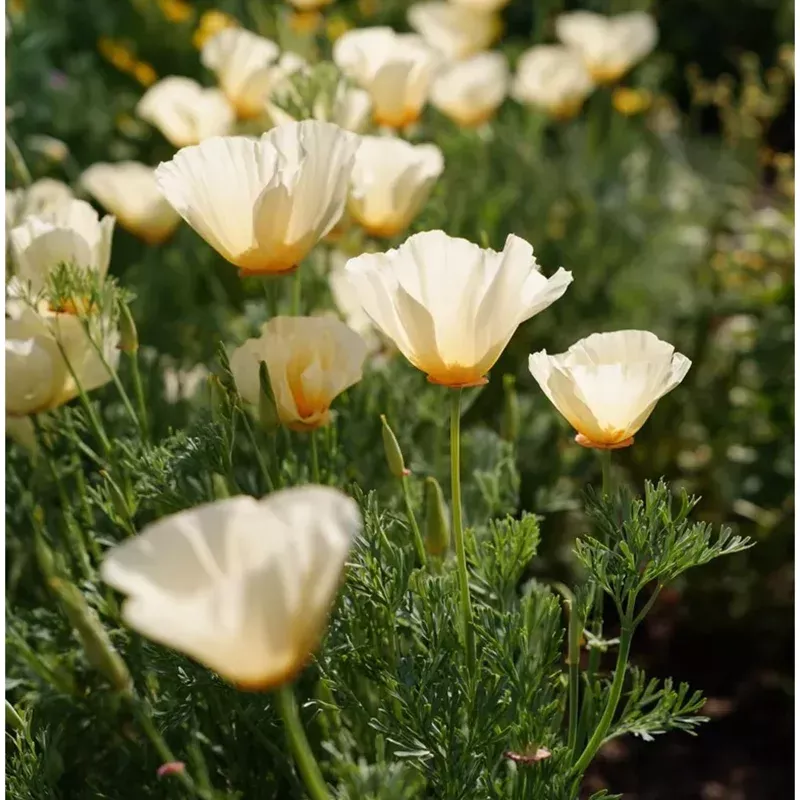 250-ivory-california-poppy-seeds-creamy-blooms-easy-to-grow-annual-wildflower 250 Ivory California Poppy Seeds – Creamy Blooms, Easy to Grow, Annual Wildflower