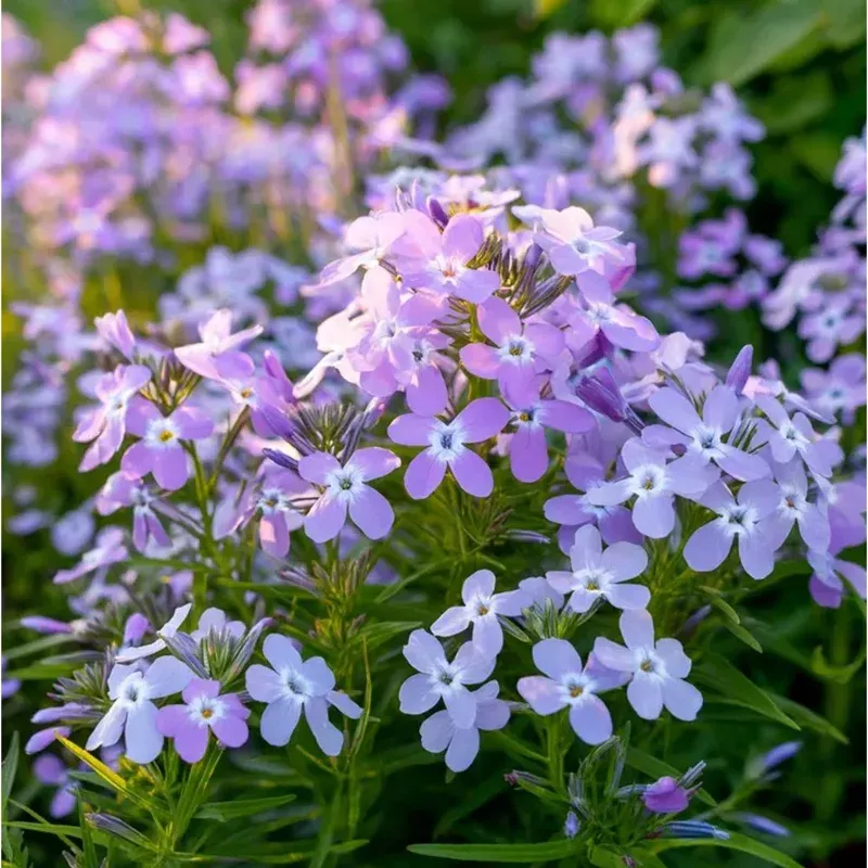 2500-evening-scented-stock-seeds-matthiola-longipetala-fragrant-annual 2500 Evening Scented Stock Seeds Matthiola Longipetala – Fragrant Annual