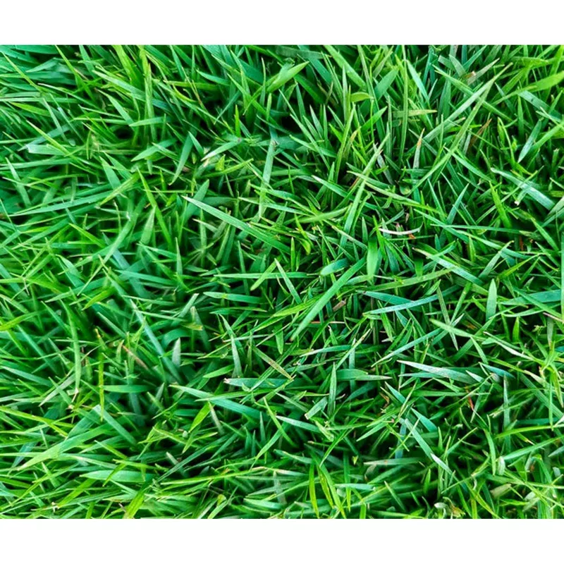 3.000 Zoysia Emerald Grass Seeds for Lawn – Warm Season Turf Seed
