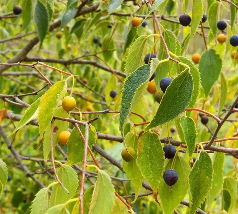 3-american-hackberry-trees-live-plant-1-2ft-tall-bare-root-deciduous-shade-tree 3 American Hackberry Trees Live Plant – 1-2ft Tall Bare Root Deciduous Shade Tree