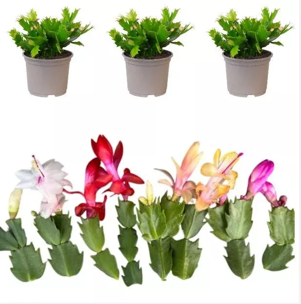 3-assorted-christmas-cactus-live-plants-schlumbergera-succulent-5-7-inch-tall 3 Assorted Christmas Cactus Live Plants, Schlumbergera Succulent, 5-7 Inch Tall
