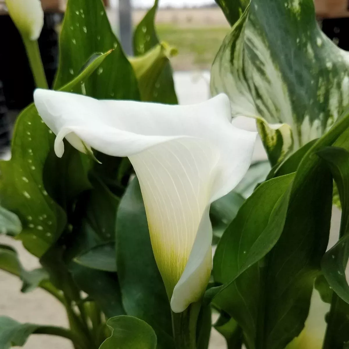 3-calla-snow-storm-classic-white-long-blooming-pollinator-easy-to-grow-loves-sun 3 Calla Snow Storm. Classic White. Long Blooming. Pollinator. Easy to Grow. Loves Sun.