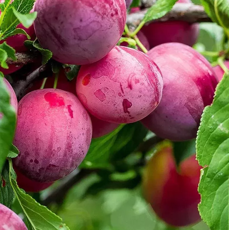 3-cold-hardy-american-plum-tree-live-plant-prunus-americana-2-3-ft-tall-dormant 3 Cold Hardy American Plum Tree Live Plant, Prunus Americana, 2-3 Ft Tall, Dormant