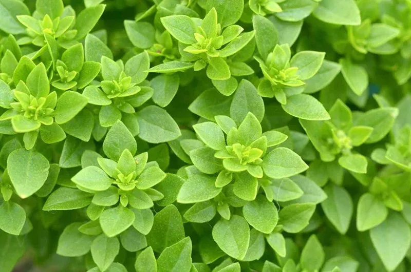 3-greek-basil-live-plants-5-8-tall-culinary-herb-indoor-outdoor 3 Greek Basil Live Plants – 5-8″ Tall – Culinary Herb – Indoor/Outdoor