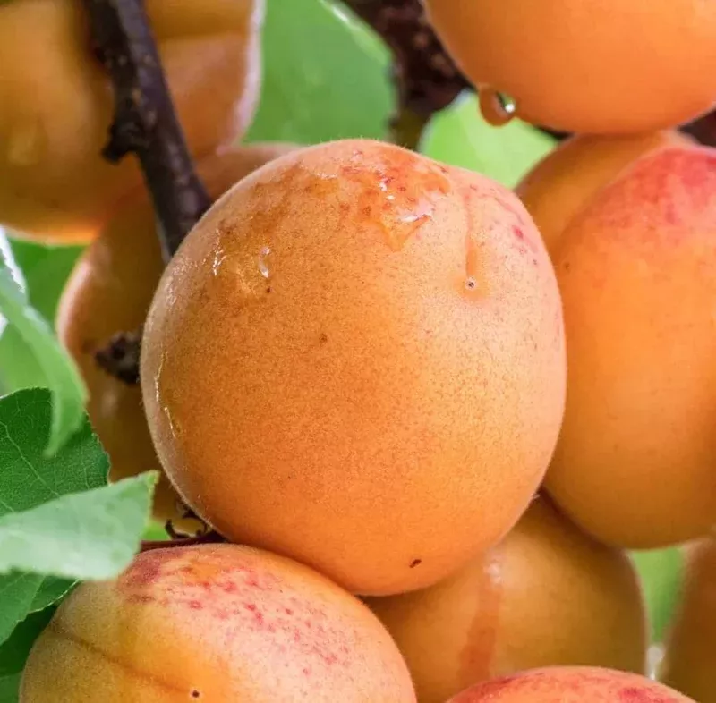 3-hardy-apricot-tree-bare-roots-sweet-red-golden-apricot-plants-1-2-ft-tall 3 Hardy Apricot Tree Bare Roots – Sweet Red Golden Apricot Plants 1-2 Ft Tall
