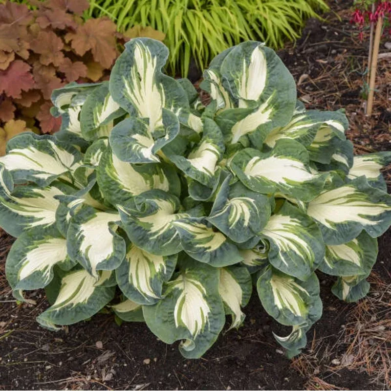 3-hosta-hans-starter-perennials-large-blue-green-variegated-cultivar-love-shade 3 Hosta ‘Hans’ Starter Perennials. Large Blue-Green Variegated Cultivar. Love Shade