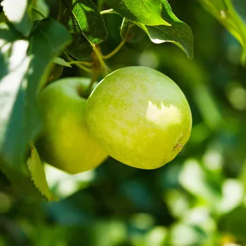 3-in-1 Apple Tree