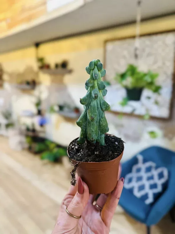 3″ Mini Boobie Cactus