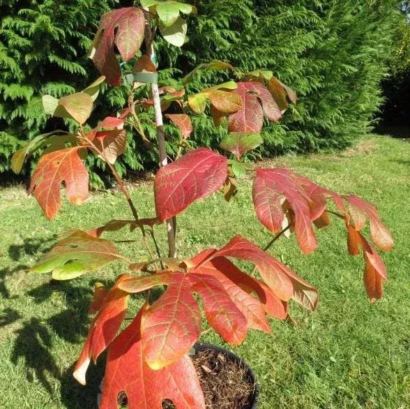 3 Sassafras Albidum Bare Root Plants 1-2 Ft Tall – White Sassafras Tree, Deciduous, Outdoor