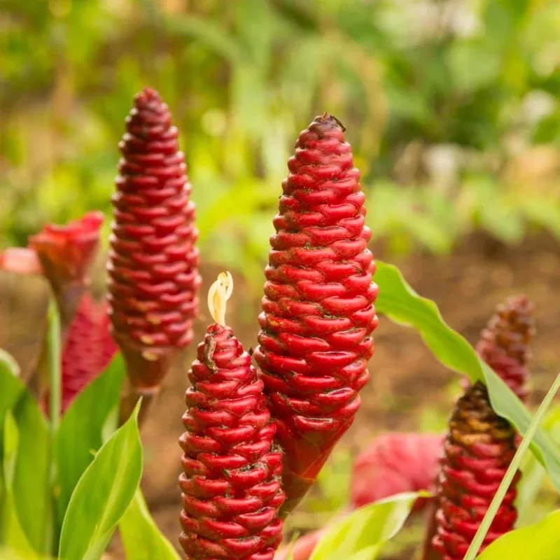 3 Shampoo Ginger Live Plants – Zingiber Zerumbet Outdoor Landscape