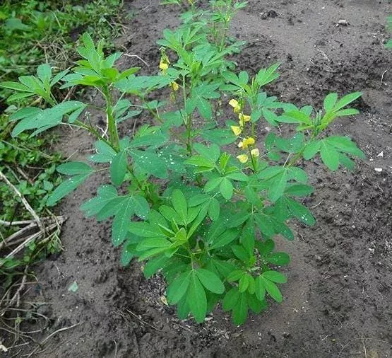 30 Chipilin Seeds – Guatemalan Giant Chepil Herb Seeds for Planting
