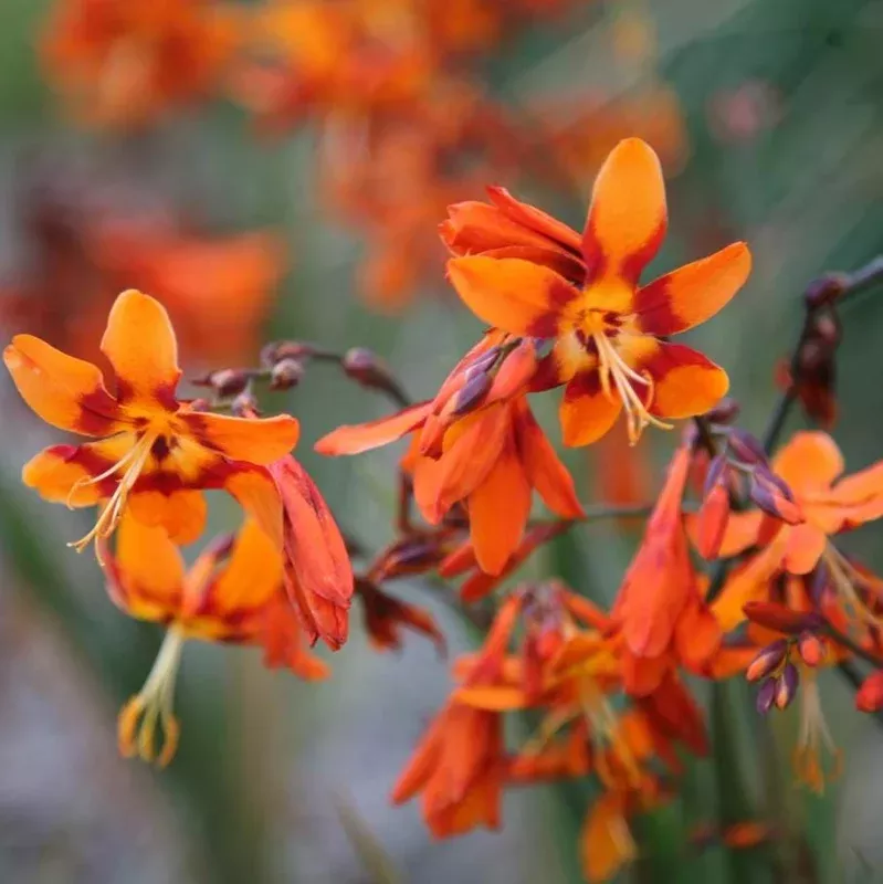 30 Crocosmia Bulbs – Orange Montbretia Tuber Hardy Flowers