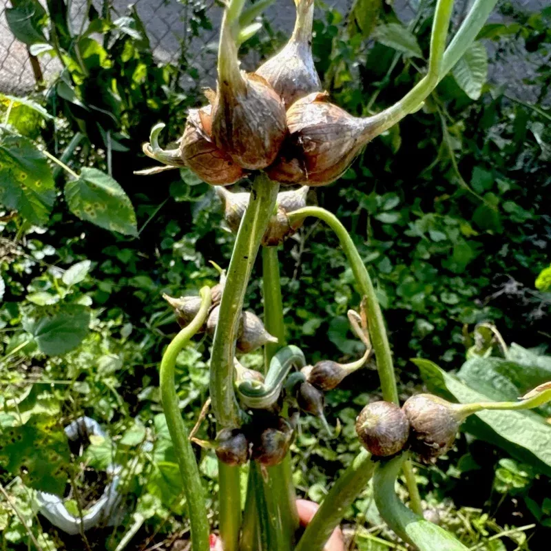 30 Egyptian Walking Onion Top Sets – Perennial Tree Onion Live Plants