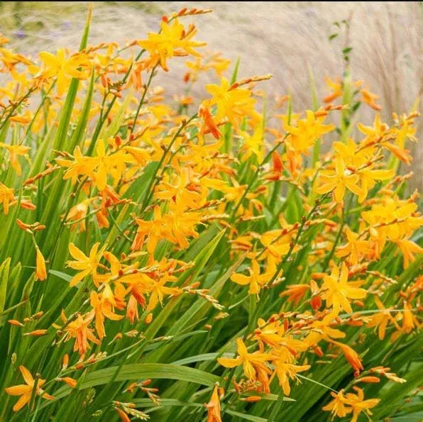 30 George Davison Crocosmia Bulbs – Yellow Montbretia Tuber Hardy Flowers