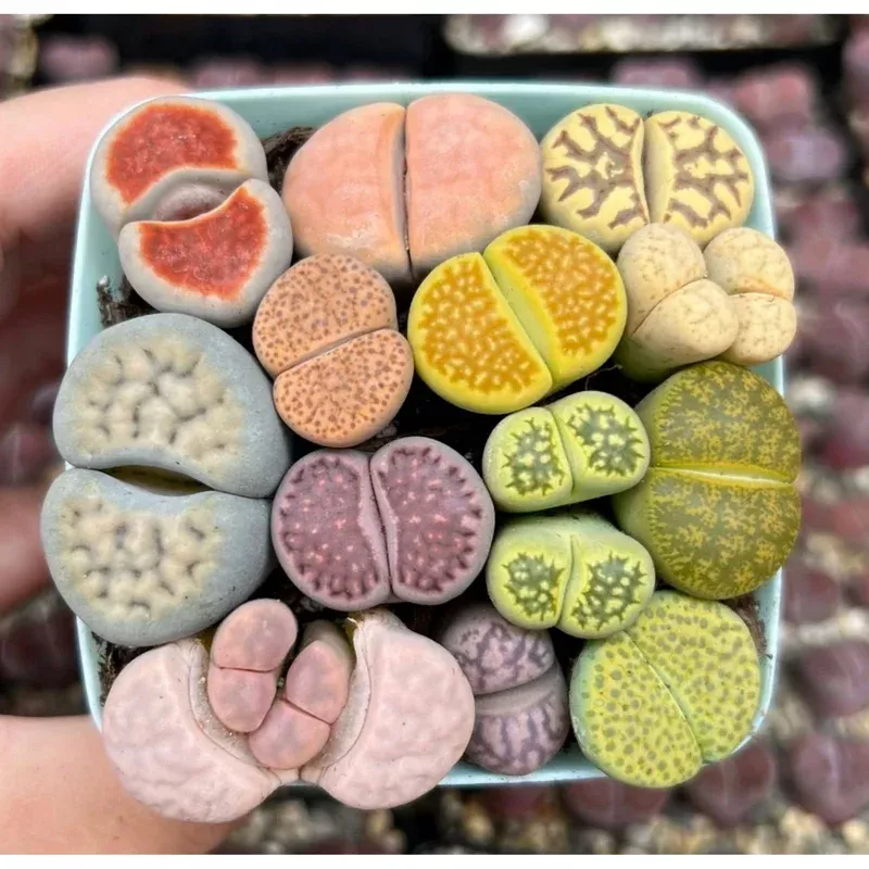 30 Mixed Lithops Live Plants Colorful Living Stones Seedlings Bare Root Indoor
