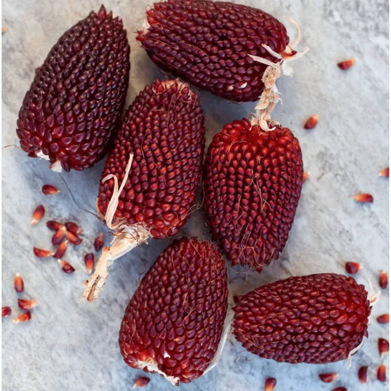 30 Strawberry Popcorn Corn Seeds – Heirloom, Sweet, Easy Grow
