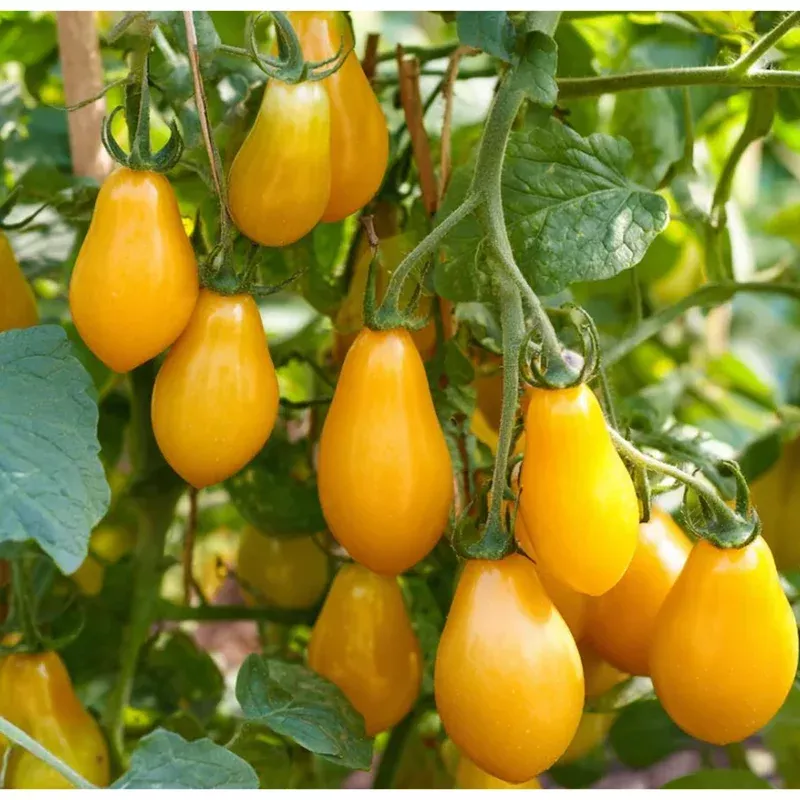 30 Yellow Pear Cherry Tomato Seeds – Heirloom, Easy to Grow, Solanum Lycopersicum