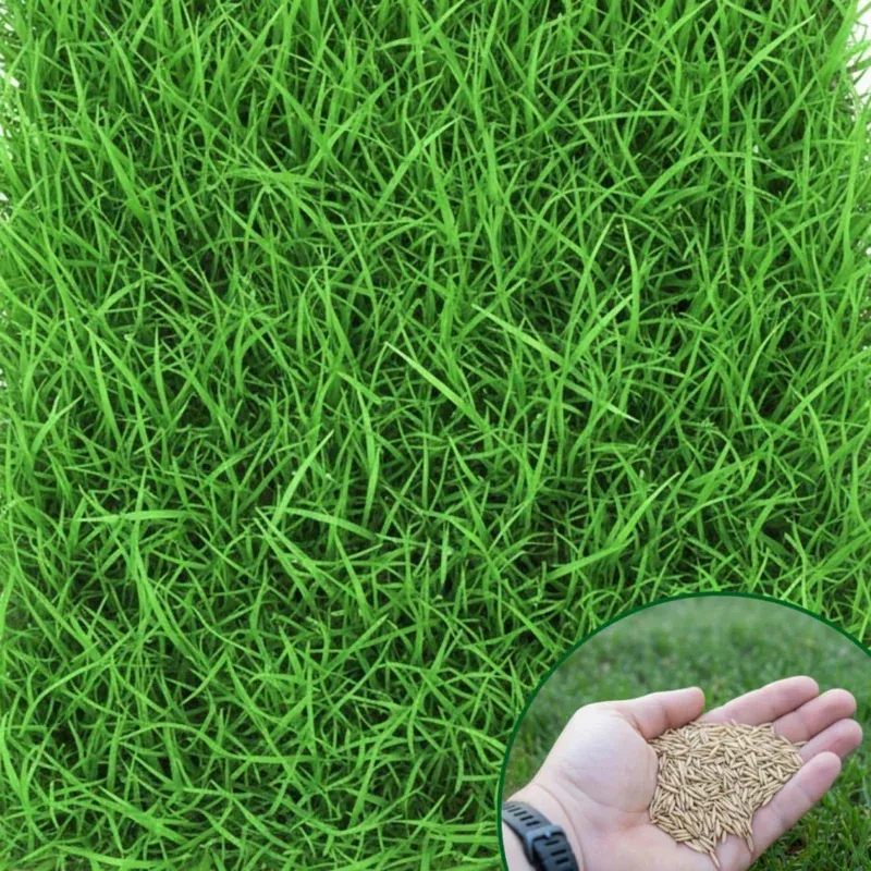 3000-zoysia-grass-seeds-low-maintenance-drought-tolerant-lawn-seed 3000 Zoysia Grass Seeds – Low-Maintenance, Drought-Tolerant Lawn Seed