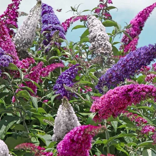 3n1 All the Buzz Butterfly Bush