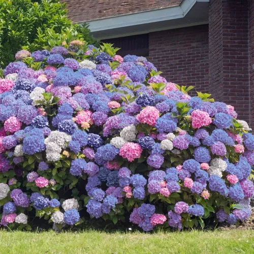 3N1 Hydrangea