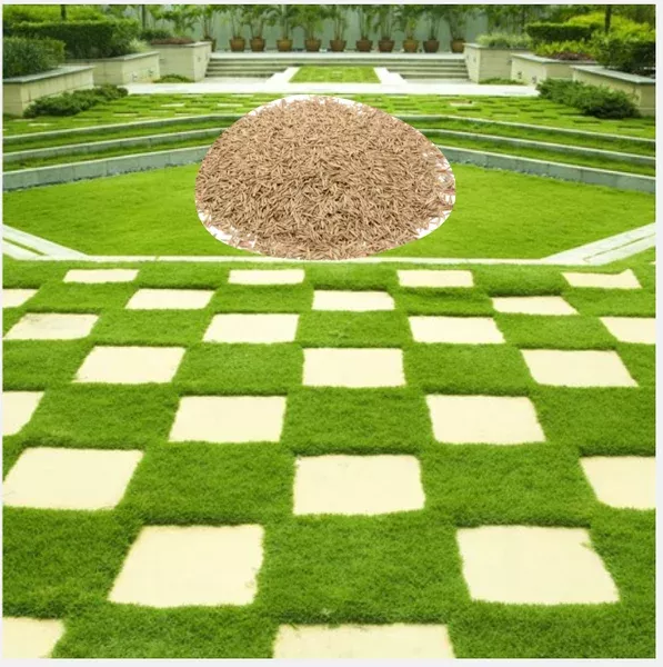 4,000 Zoysia Emerald Grass Seeds for Lawn – Durable, Fine-Bladed Turf