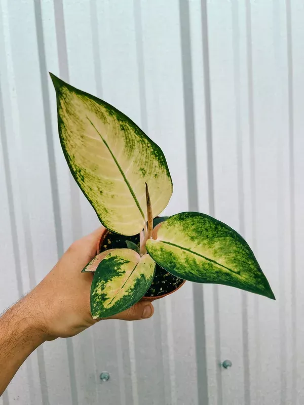 4″ Aglaonema ‘Spitfire’