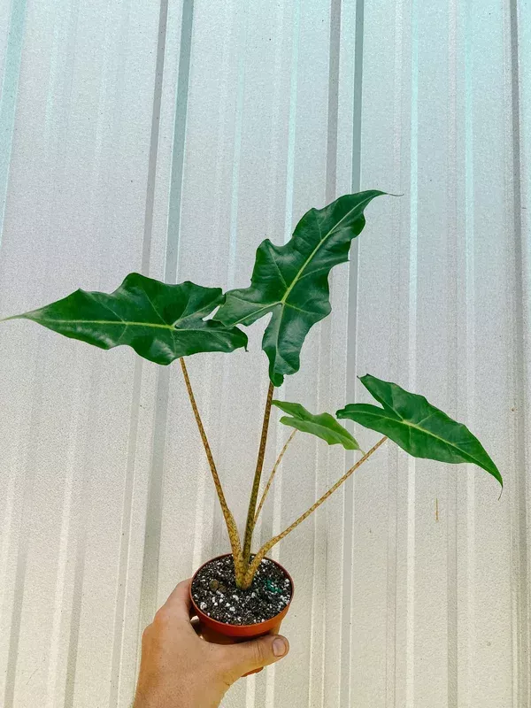4″ Alocasia ‘Golden Dragon’