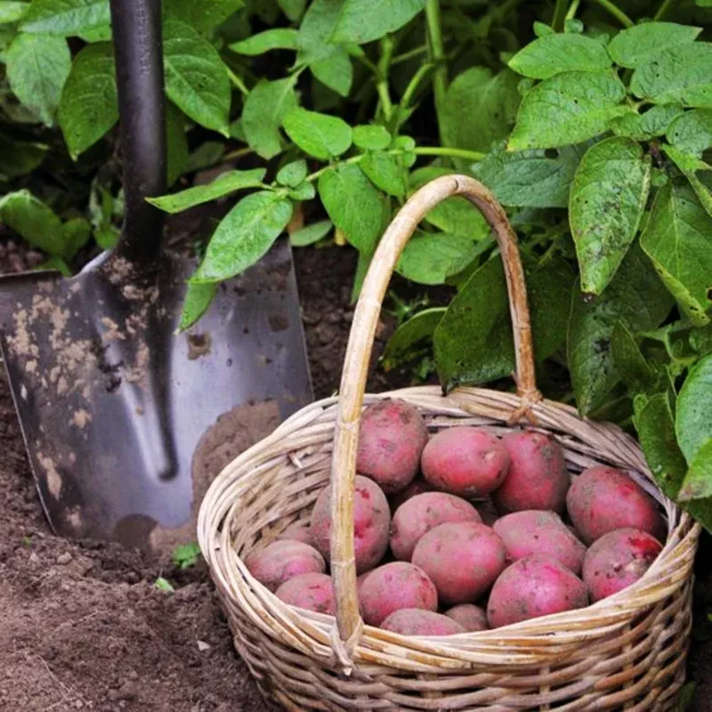4-fresh-baby-red-potatoes-sweet-potato-vine-live-plant-cooking 4 Fresh Baby Red Potatoes – Sweet Potato Vine Live Plant for Cooking