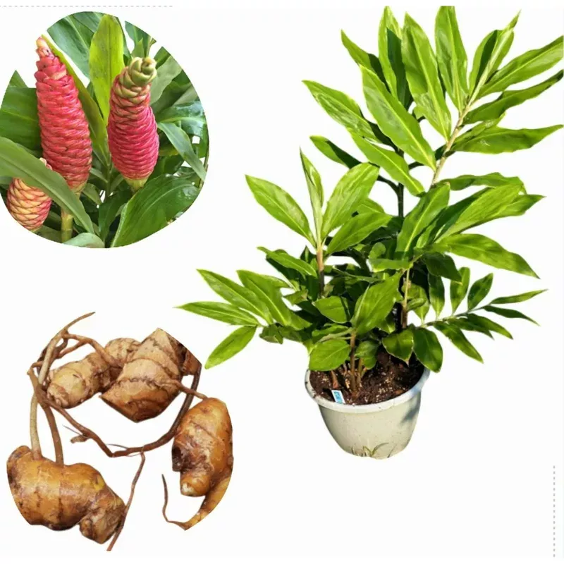 4-hawaiian-awapuhi-shampoo-ginger-rhizomes-zingiber-zerumbet-bulbs 4 Hawaiian Awapuhi Shampoo Ginger Rhizomes – Zingiber Zerumbet Bulbs