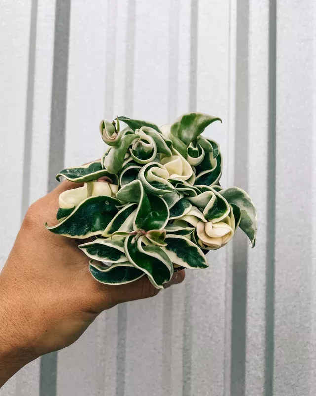 4″ Hoya ‘Compacta’ Variegated