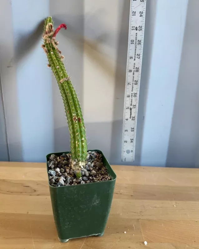 4-inch Cleistocactus samaipatanus