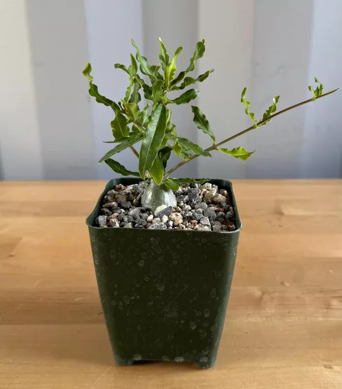4-inch Fockea edulis