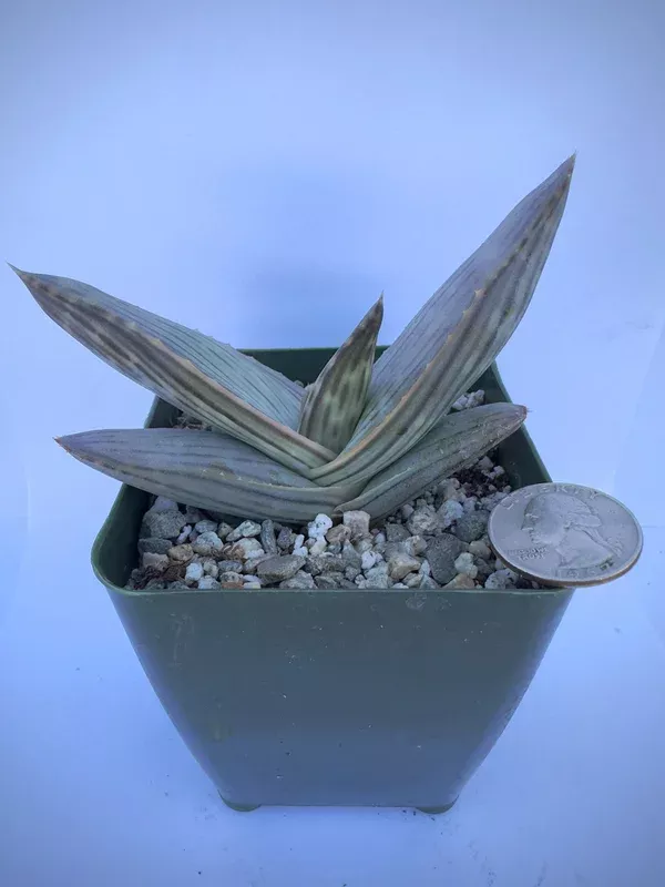 4-inch Karasberg Coral Aloe