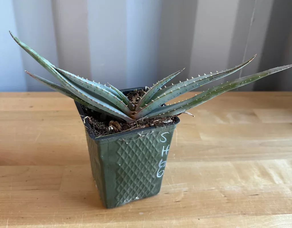 4-inch Mustache Aloe SH66