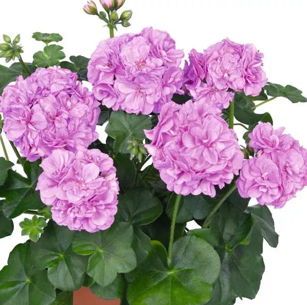 4-lavender-geranium-calliope-live-plants-hardy-fragrant-pelargonium-4-9-inch-tal 4 Lavender Geranium Calliope Live Plants – Hardy Fragrant Pelargonium, 4-9 Inch Tall